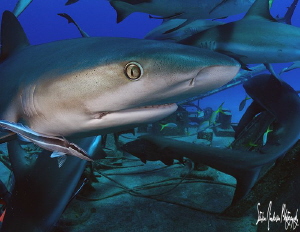 Sharks to the left and right!!!!! Fast as well! This imag... by Steven Anderson 